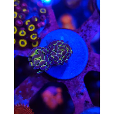Hologram Hammer Coral WYSIWYG!