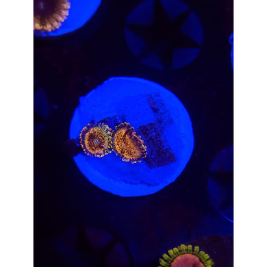 HR Death Star Zoanthid Frag WYSIWYG!