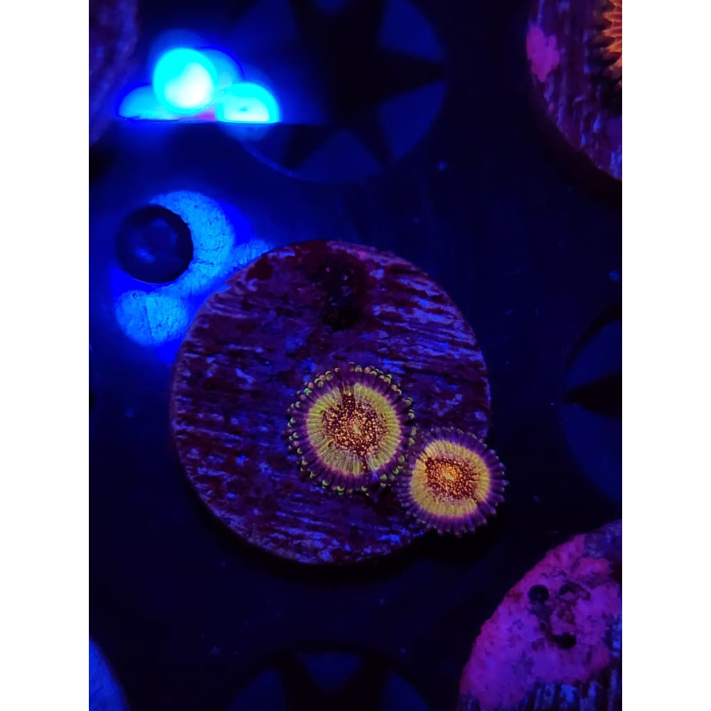 HR Death Star Zoanthid Frag WYSIWYG!
