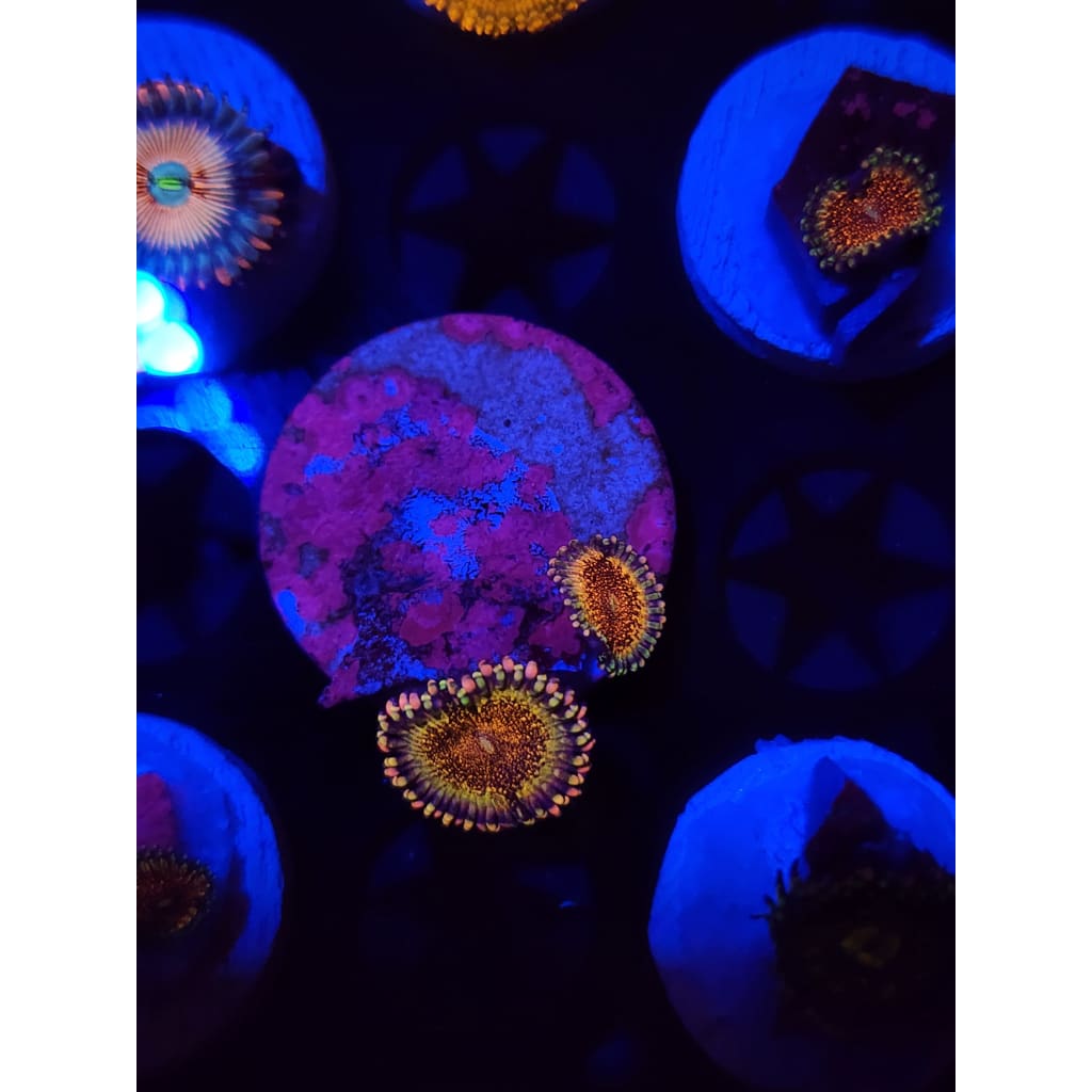 HR Death Star Zoanthid Frag WYSIWYG!