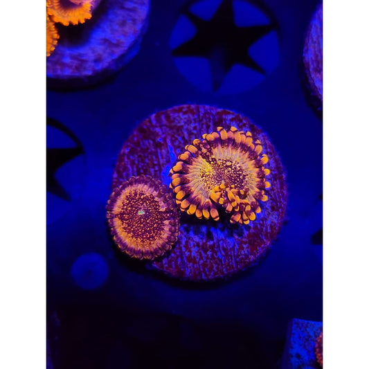 HR Death Star Zoanthid Frag WYSIWYG!