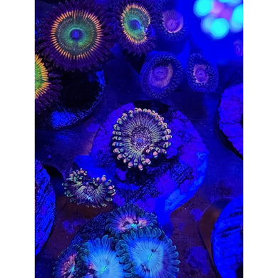 HR Death Star Zoanthid Frag WYSIWYG!