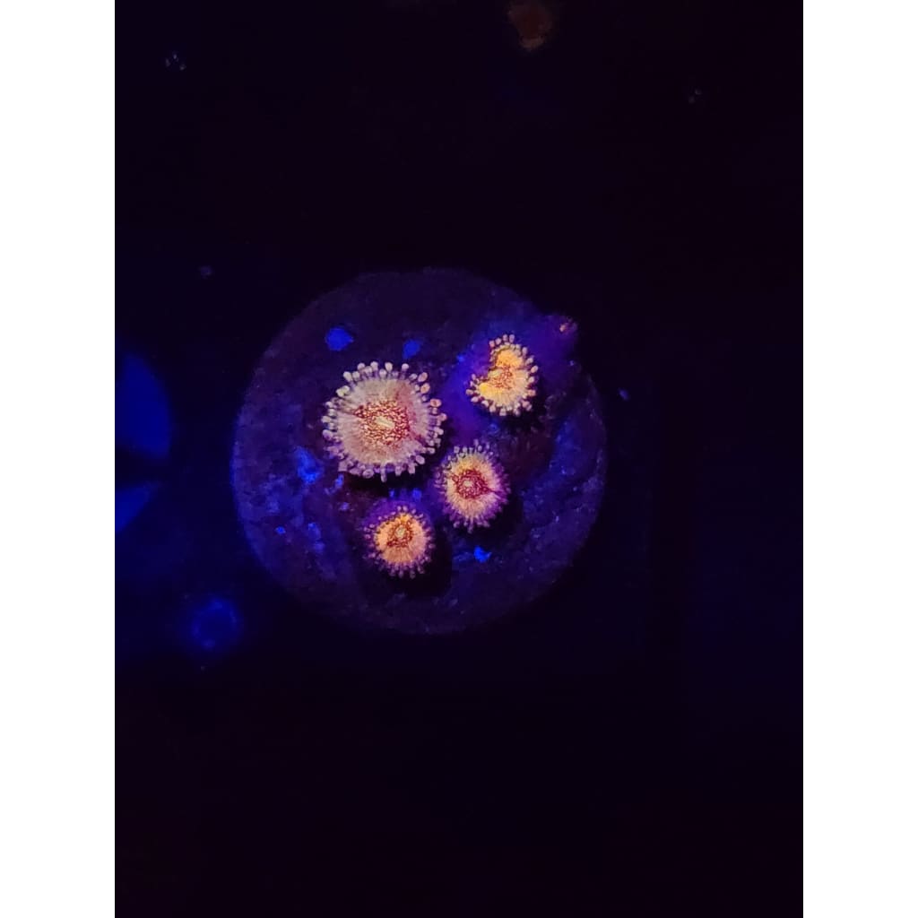 HR Death Star Zoanthid Frag WYSIWYG!