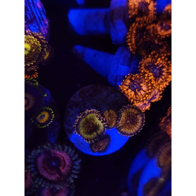 HR Death Star Zoanthid Frag WYSIWYG!