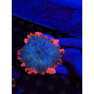 HUGE Mama Frankenstein Bounce Mushroom WYSIWYG!