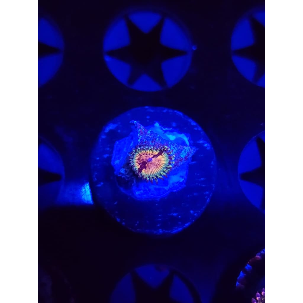 Hungry Eye Zoanthid Frag WYSIWYG!