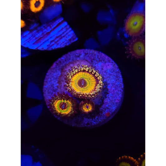 Hyper Jubilee Zoanthid Frag WYSIWYG!