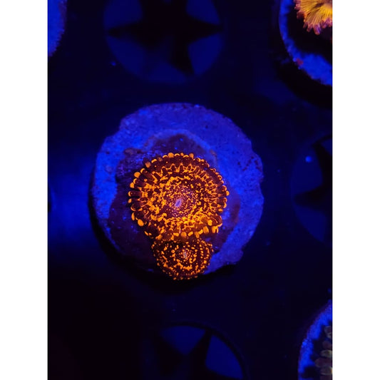 Infrared Zoanthid Frag WYSIWYG!
