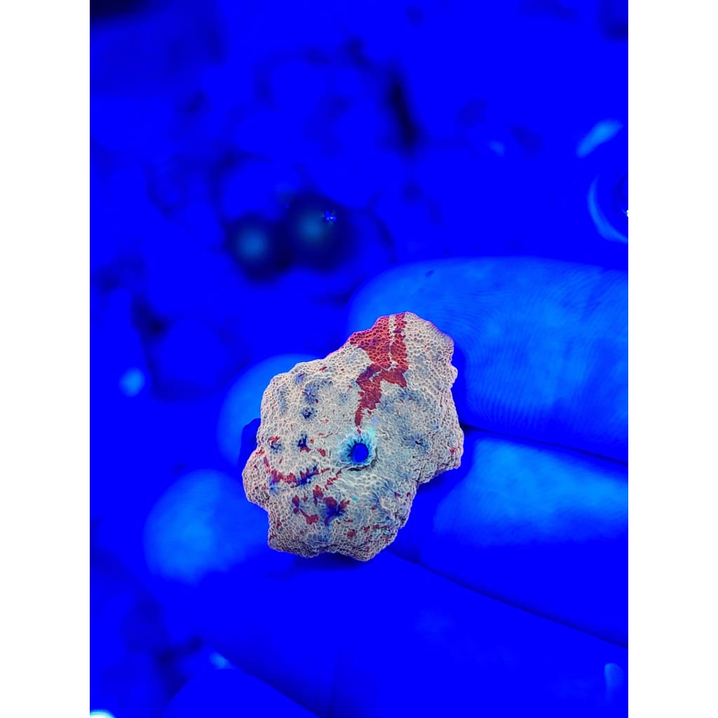 Jawbreaker Mushroom WYSIWYG!