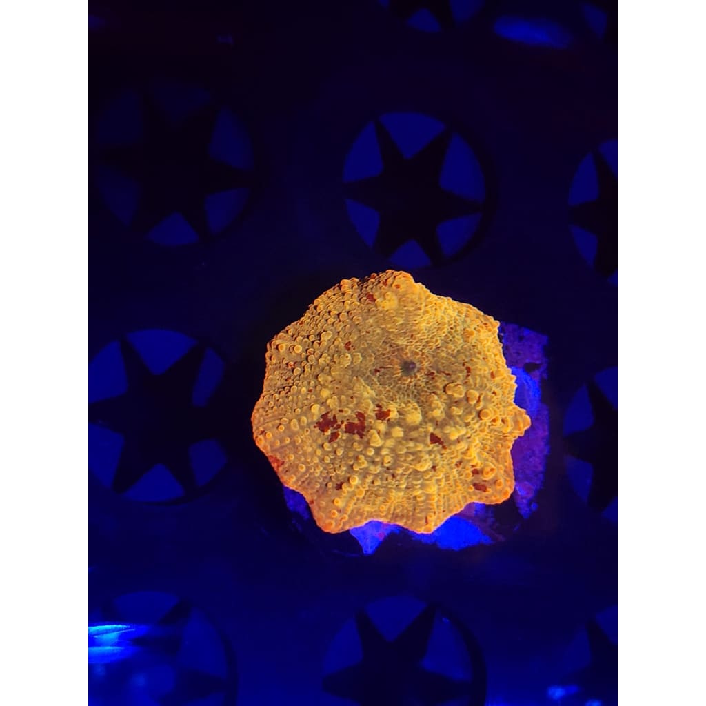 Jawbreaker Mushroom WYSIWYG!