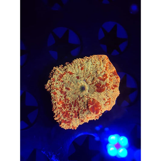 Jawbreaker Mushroom WYSIWYG!