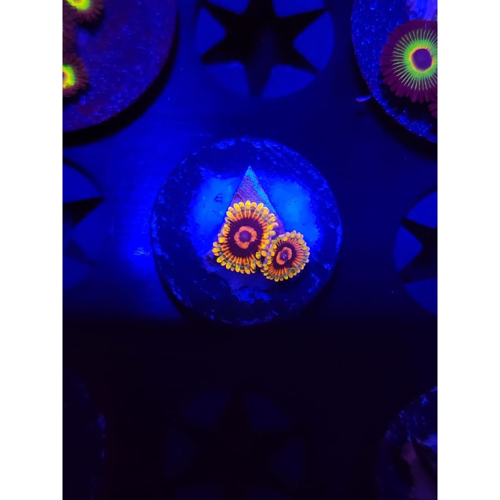 Jedi Mindtrick Zoanthid Frag WYSIWYG!