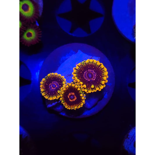 Jedi Mindtrick Zoanthid Frag WYSIWYG!