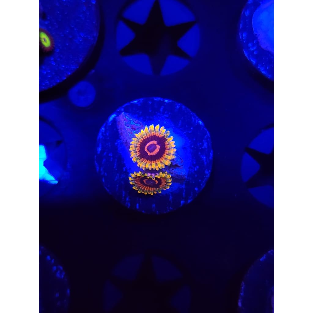 Jedi Mindtrick Zoanthid Frag WYSIWYG!