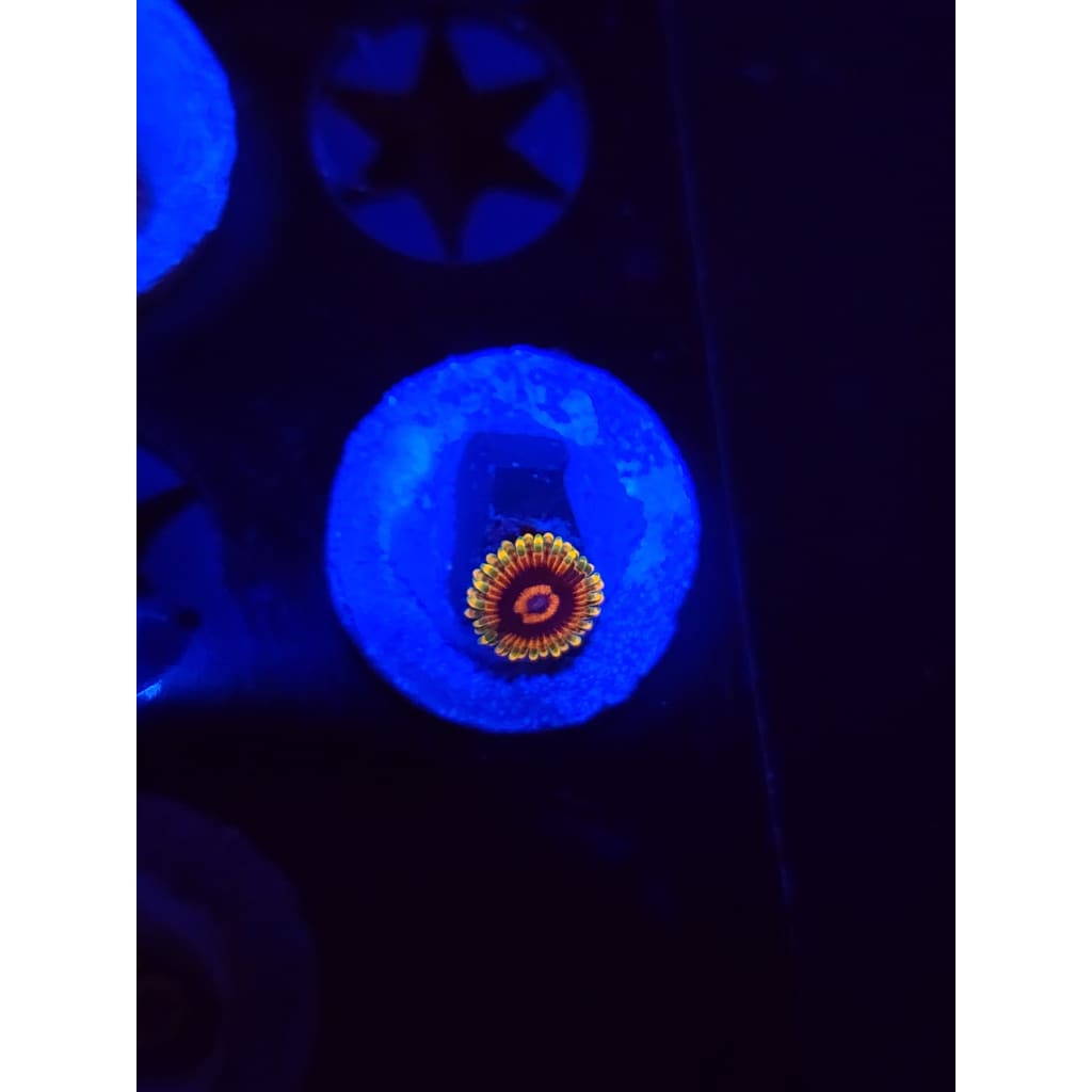 Jedi Mindtrick Zoanthid Frag WYSIWYG!