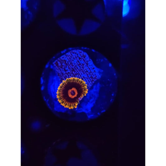 Jedi Mindtrick Zoanthid Frag WYSIWYG!