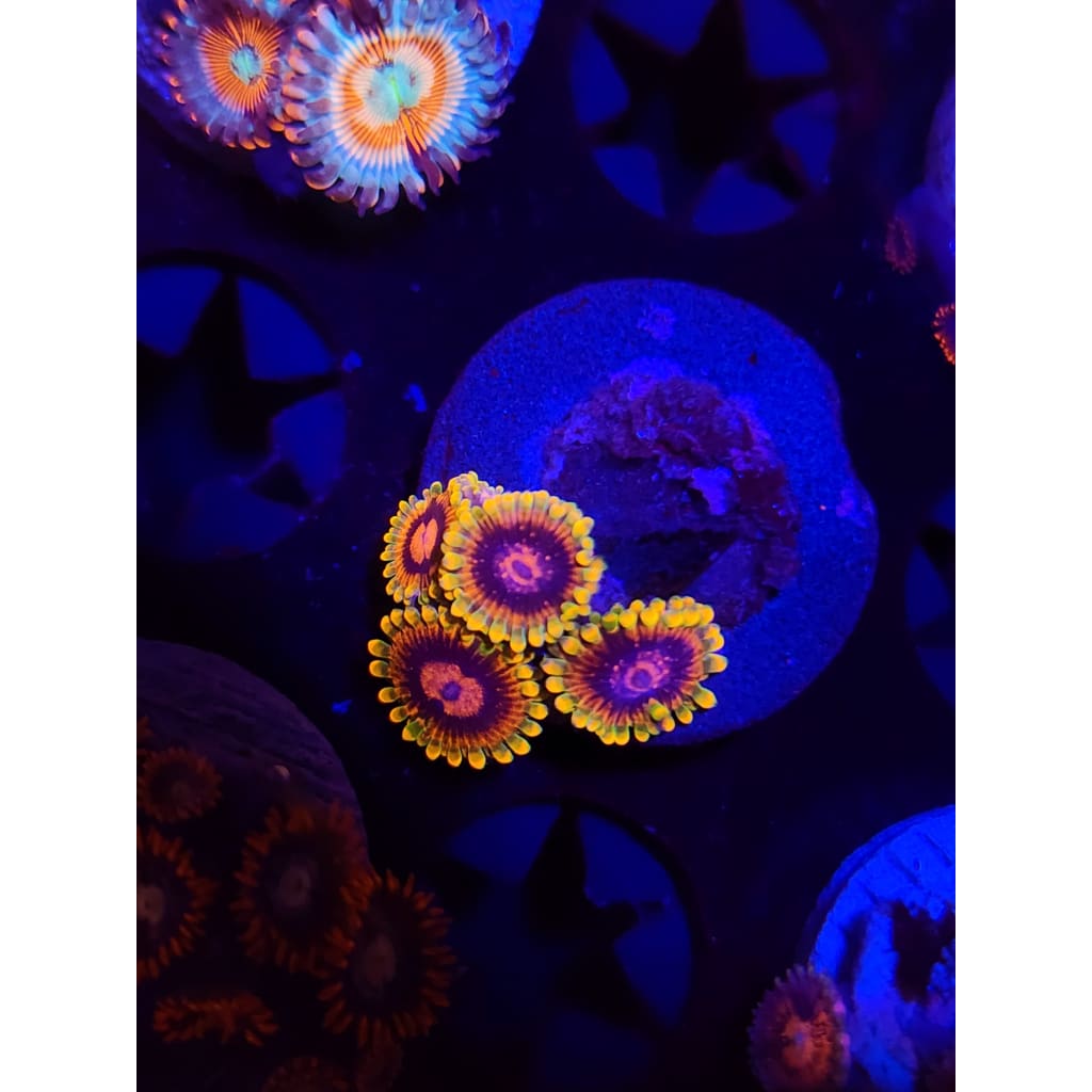Jedi Mindtrick Zoanthid Frag WYSIWYG!