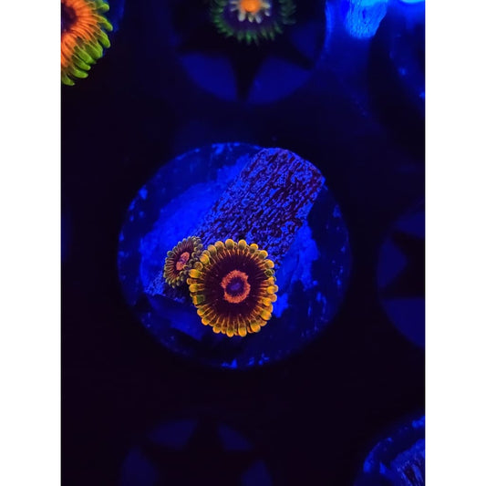 Jedi Mindtrick Zoanthid Frag WYSIWYG!