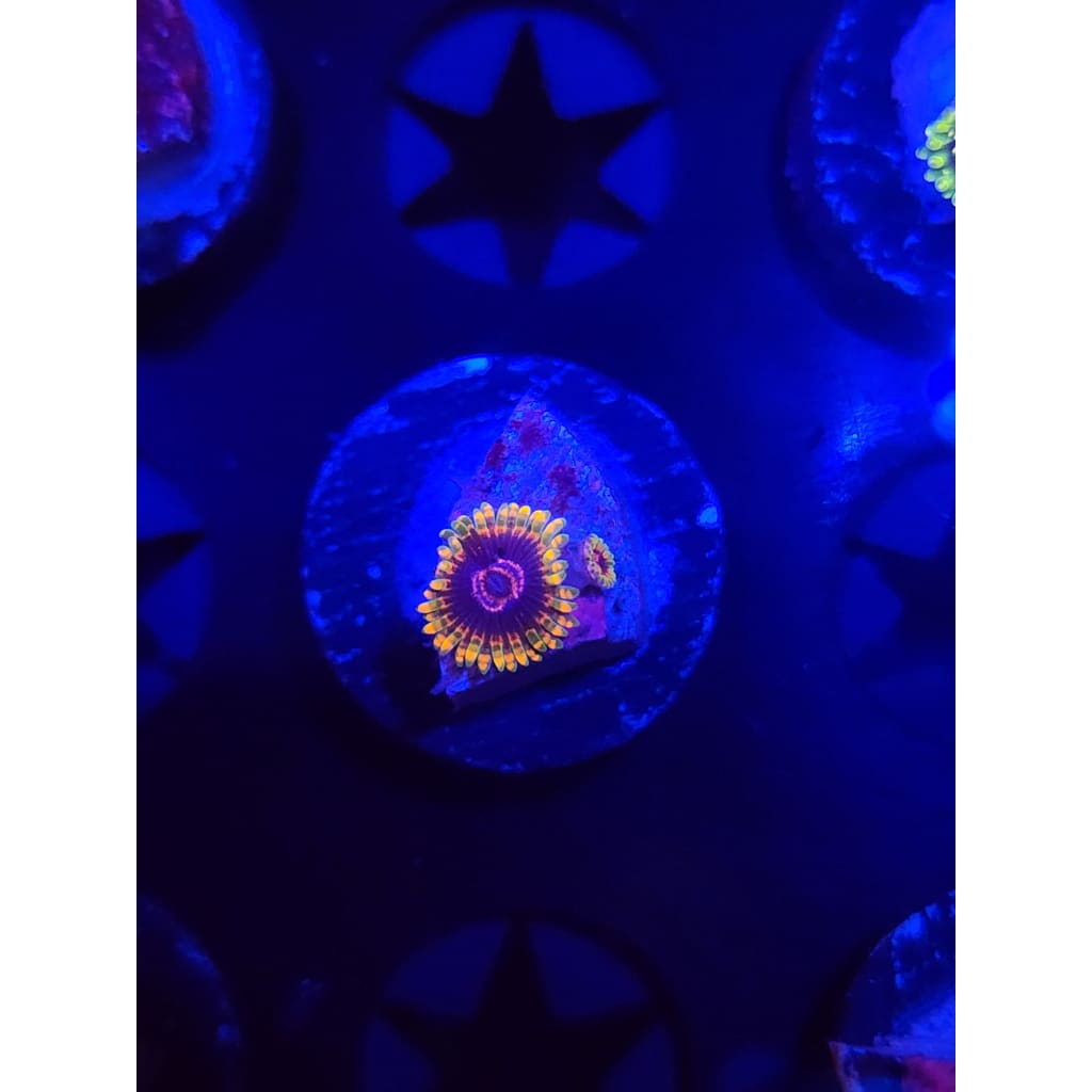 Jedi Mindtrick Zoanthid Frag WYSIWYG!