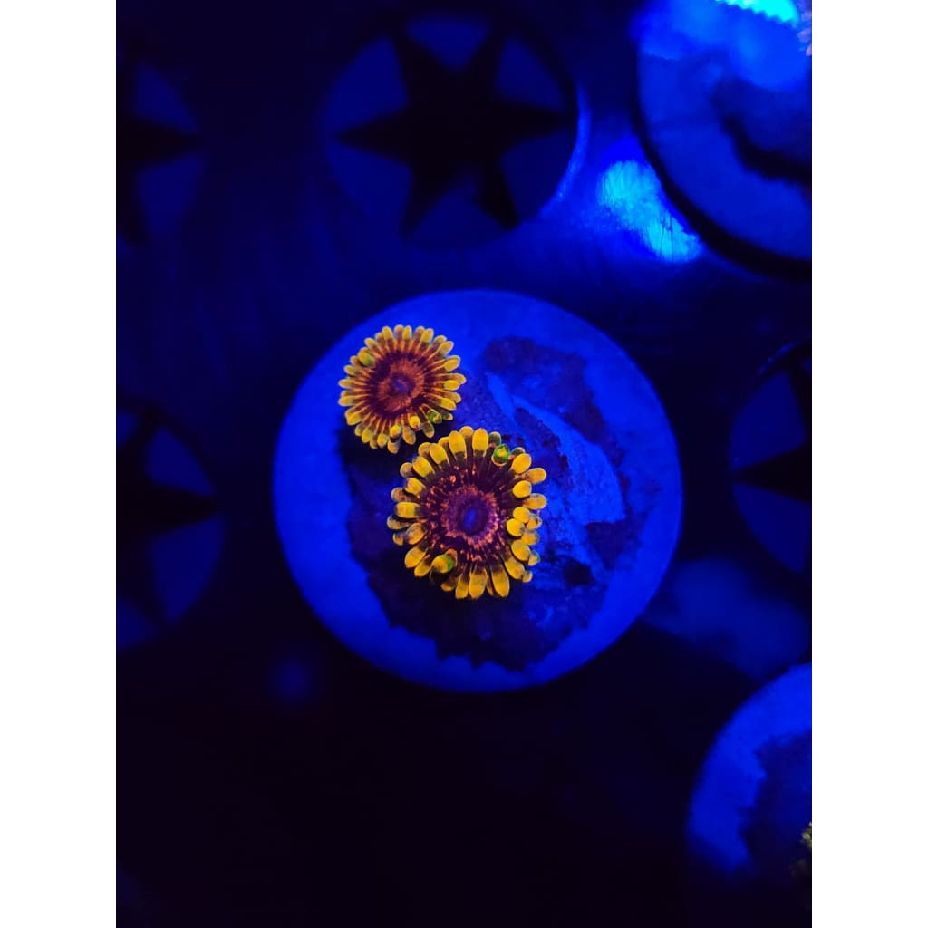 Jedi Mindtrick Zoanthid Frag WYSIWYG!