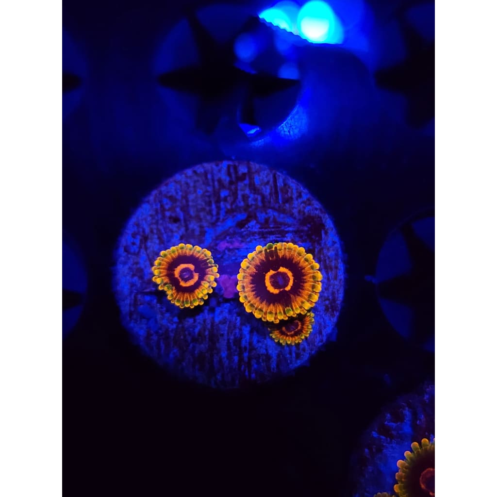 Jedi Mindtrick Zoanthid Frag WYSIWYG!