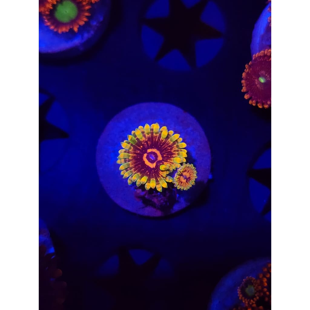 Jedi Mindtrick Zoanthid Frag WYSIWYG!