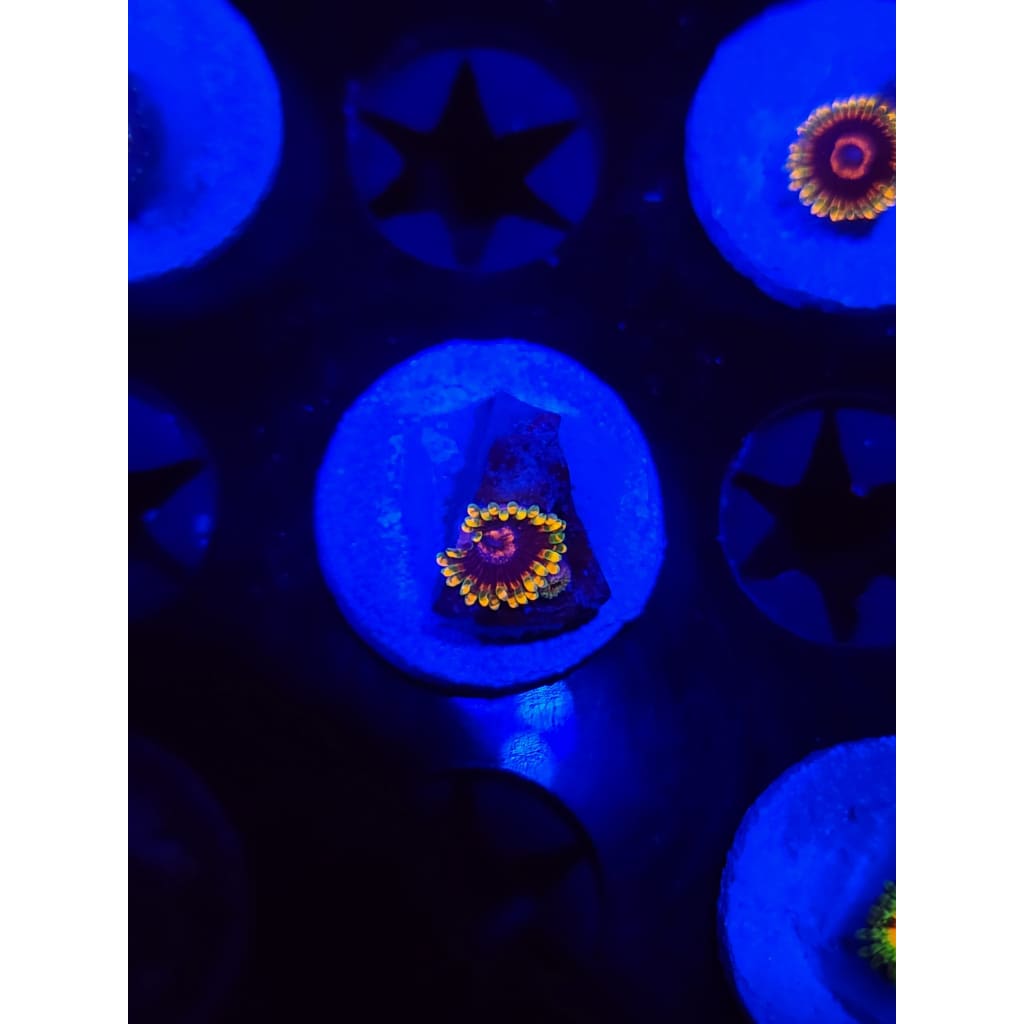 Jedi Mindtrick Zoanthid Frag WYSIWYG!