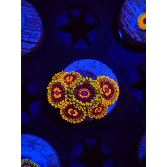 Jedi Mindtrick Zoanthid Frag WYSIWYG!