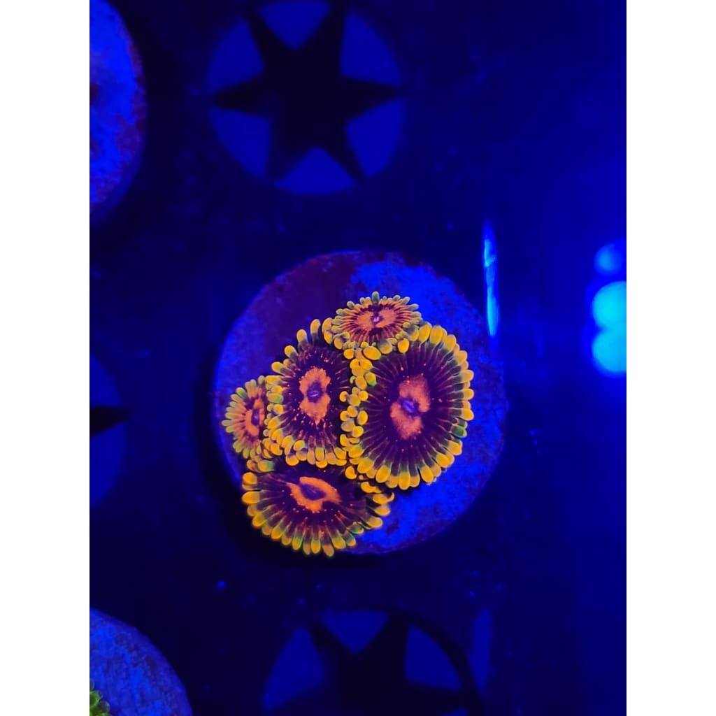 Jedi Mindtrick Zoanthid Frag WYSIWYG!