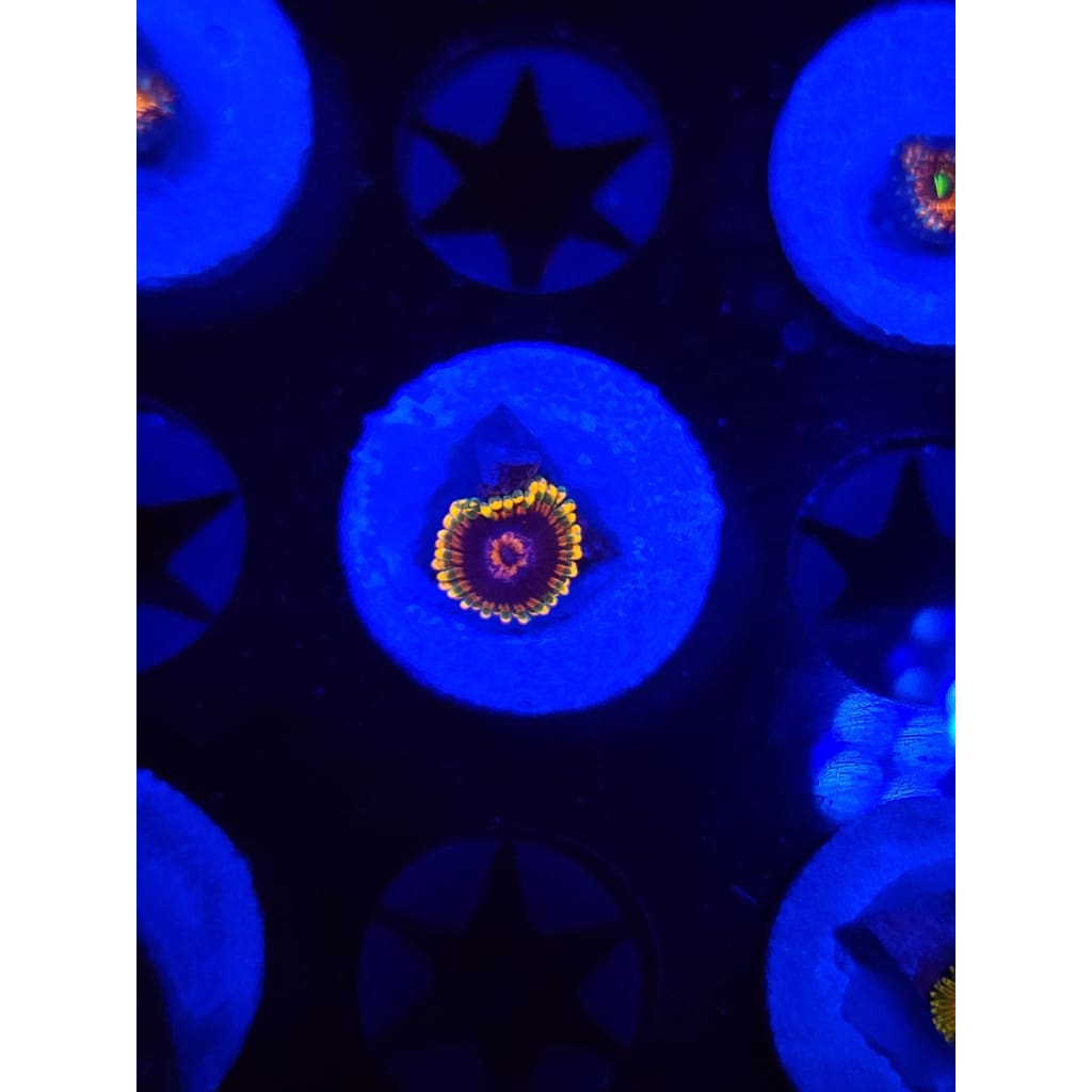 Jedi Mindtrick Zoanthid Frag WYSIWYG!