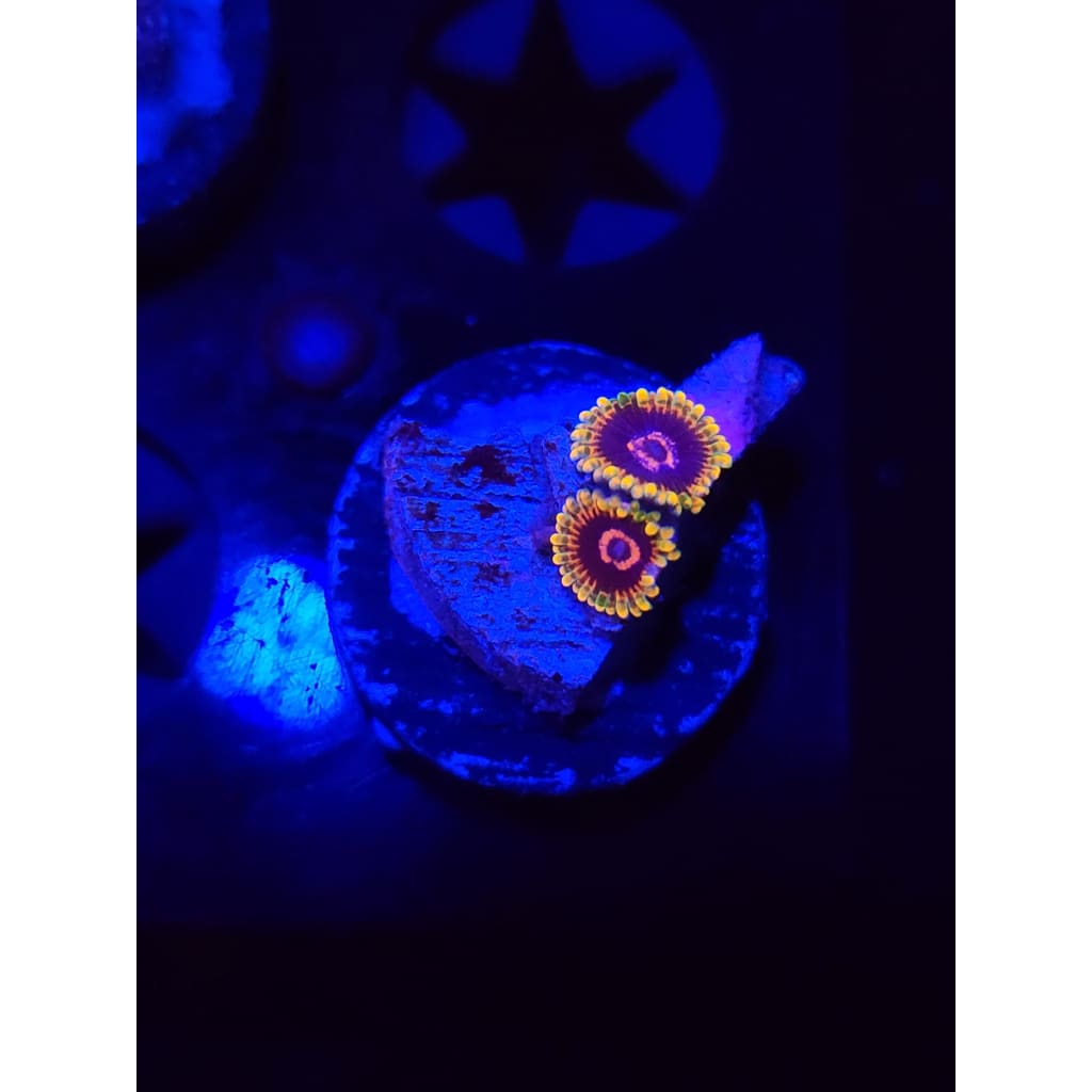 Jedi Mindtrick Zoanthid Frag WYSIWYG!
