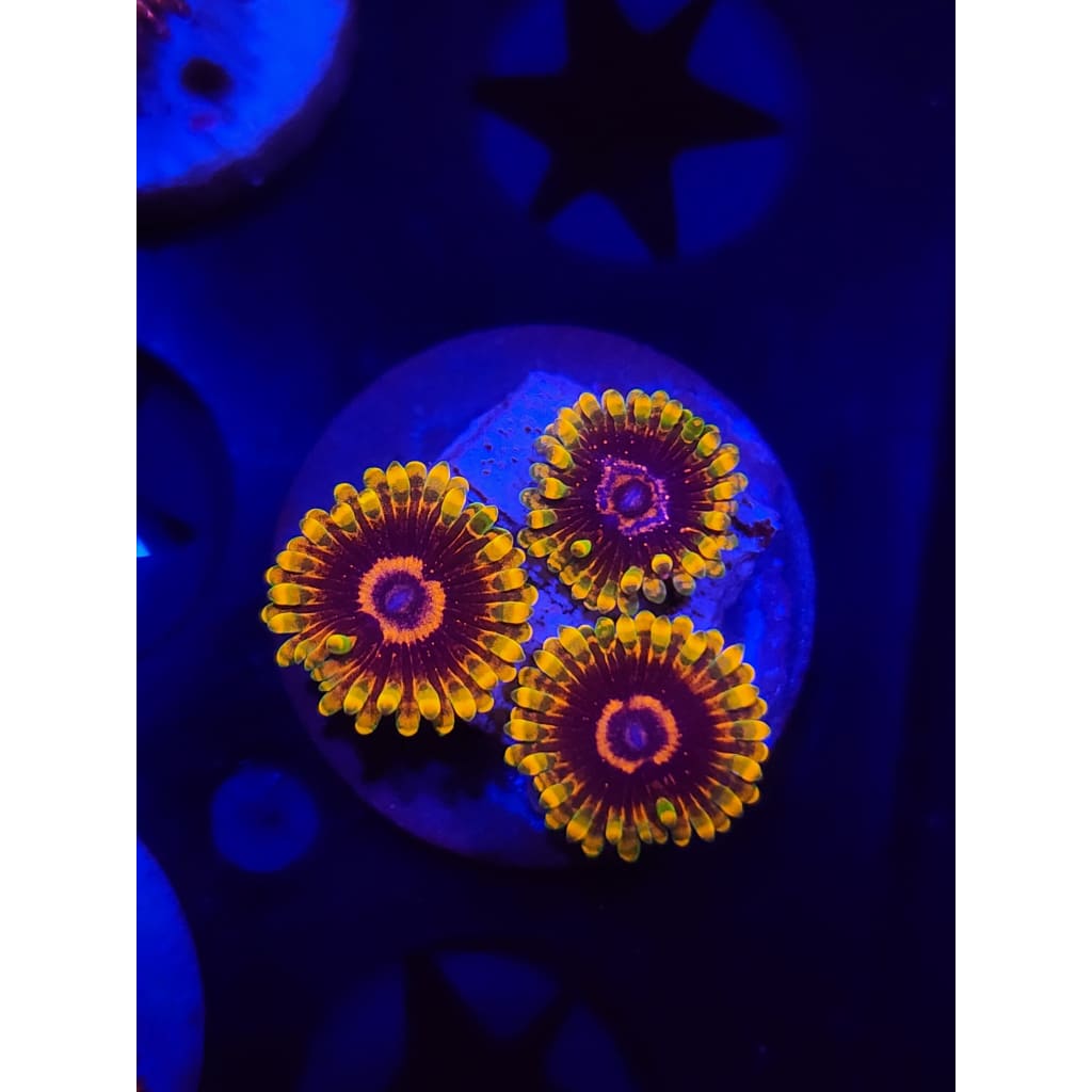 Jedi Mindtrick Zoanthid Frag WYSIWYG!