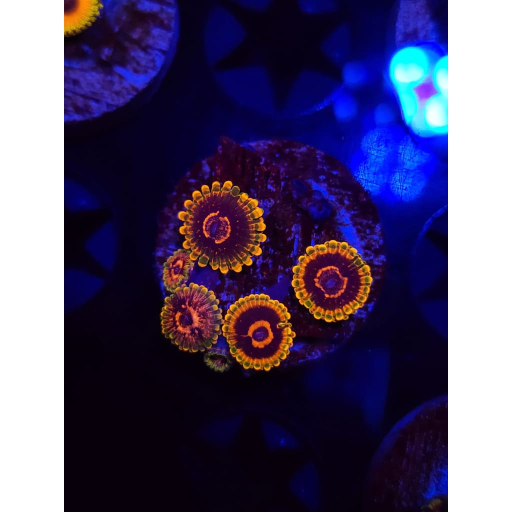 Jedi Mindtrick Zoanthid Frag WYSIWYG!