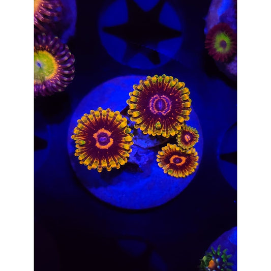 Jedi Mindtrick Zoanthid Frag WYSIWYG!