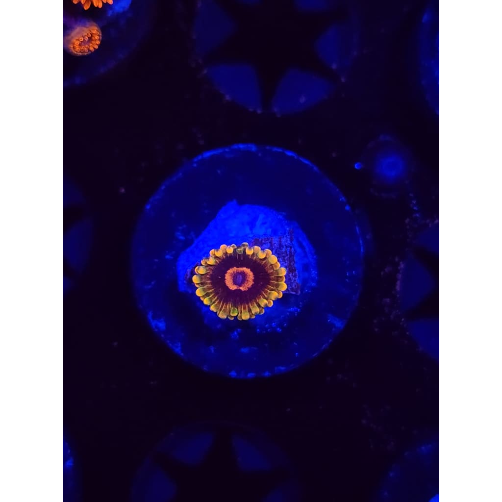Jedi Mindtrick Zoanthid Frag WYSIWYG!