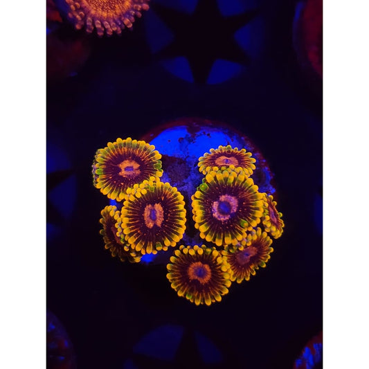 Jedi Mindtrick Zoanthid Frag WYSIWYG!