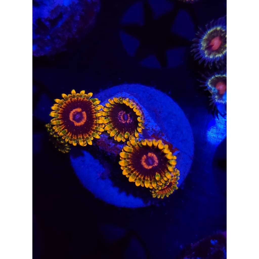 Jedi Mindtrick Zoanthid Frag WYSIWYG!