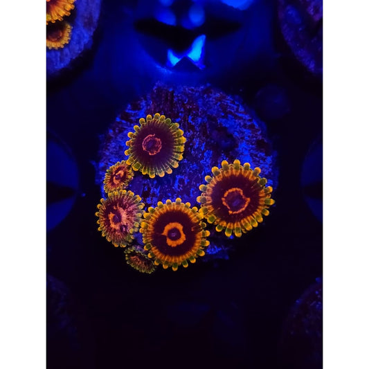 Jedi Mindtrick Zoanthid Frag WYSIWYG!