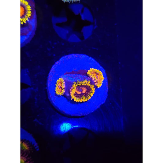 Jedi Mindtrick Zoanthid Frag WYSIWYG!