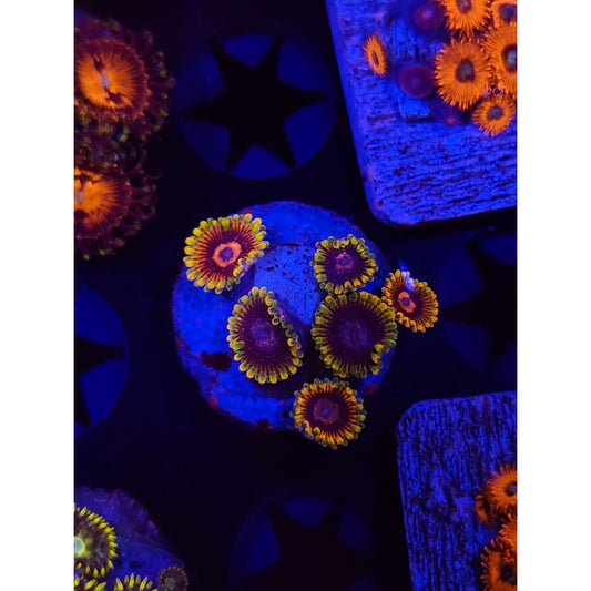 Jedi Mindtrick Zoanthid Frag WYSIWYG!