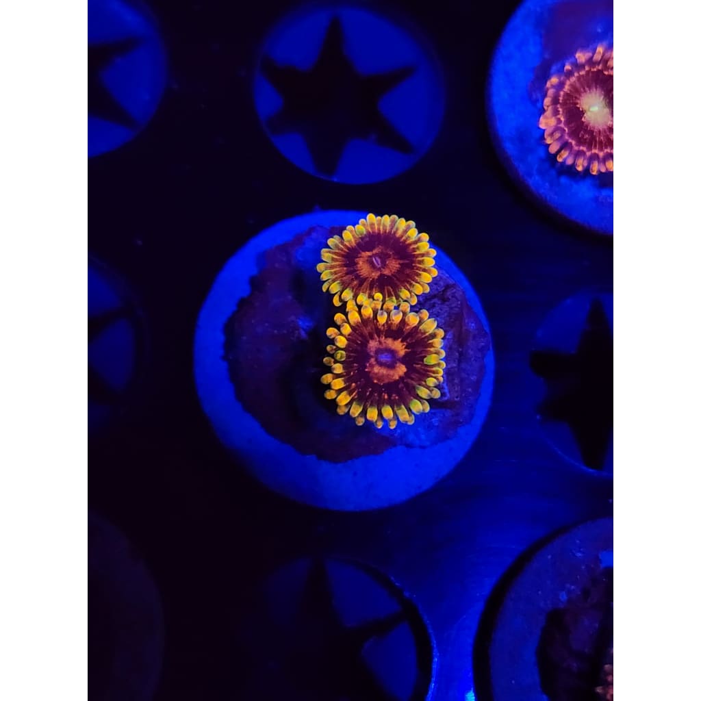 Jedi Mindtrick Zoanthid Frag WYSIWYG!