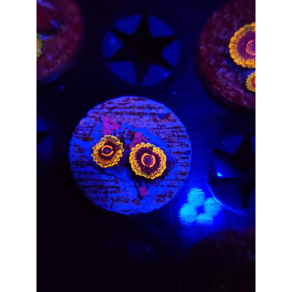 Jedi Mindtrick Zoanthid Frag WYSIWYG!