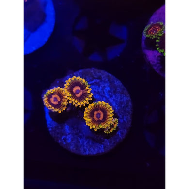 Jedi Mindtrick Zoanthid Frag WYSIWYG!