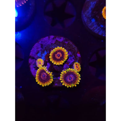 Jedi Mindtrick Zoanthid Frag WYSIWYG!