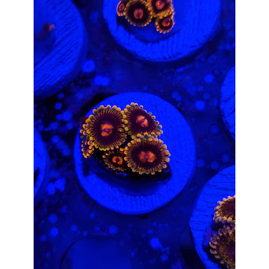 Jedi Mindtrick Zoanthid Frag WYSIWYG!