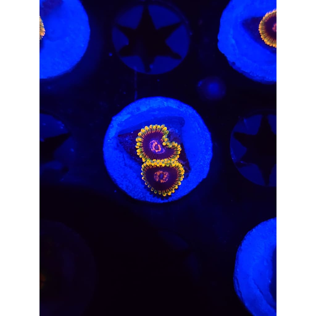 Jedi Mindtrick Zoanthid Frag WYSIWYG!