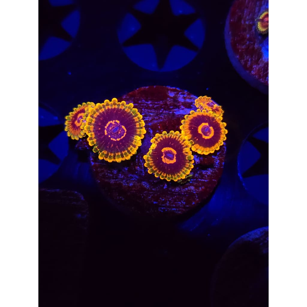 Jedi Mindtrick Zoanthid Frag WYSIWYG!