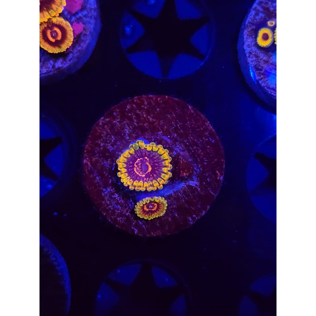 Jedi Mindtrick Zoanthid Frag WYSIWYG!