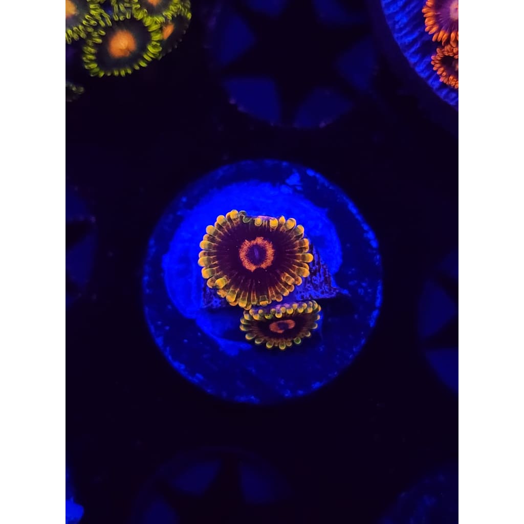 Jedi Mindtrick Zoanthid Frag WYSIWYG!