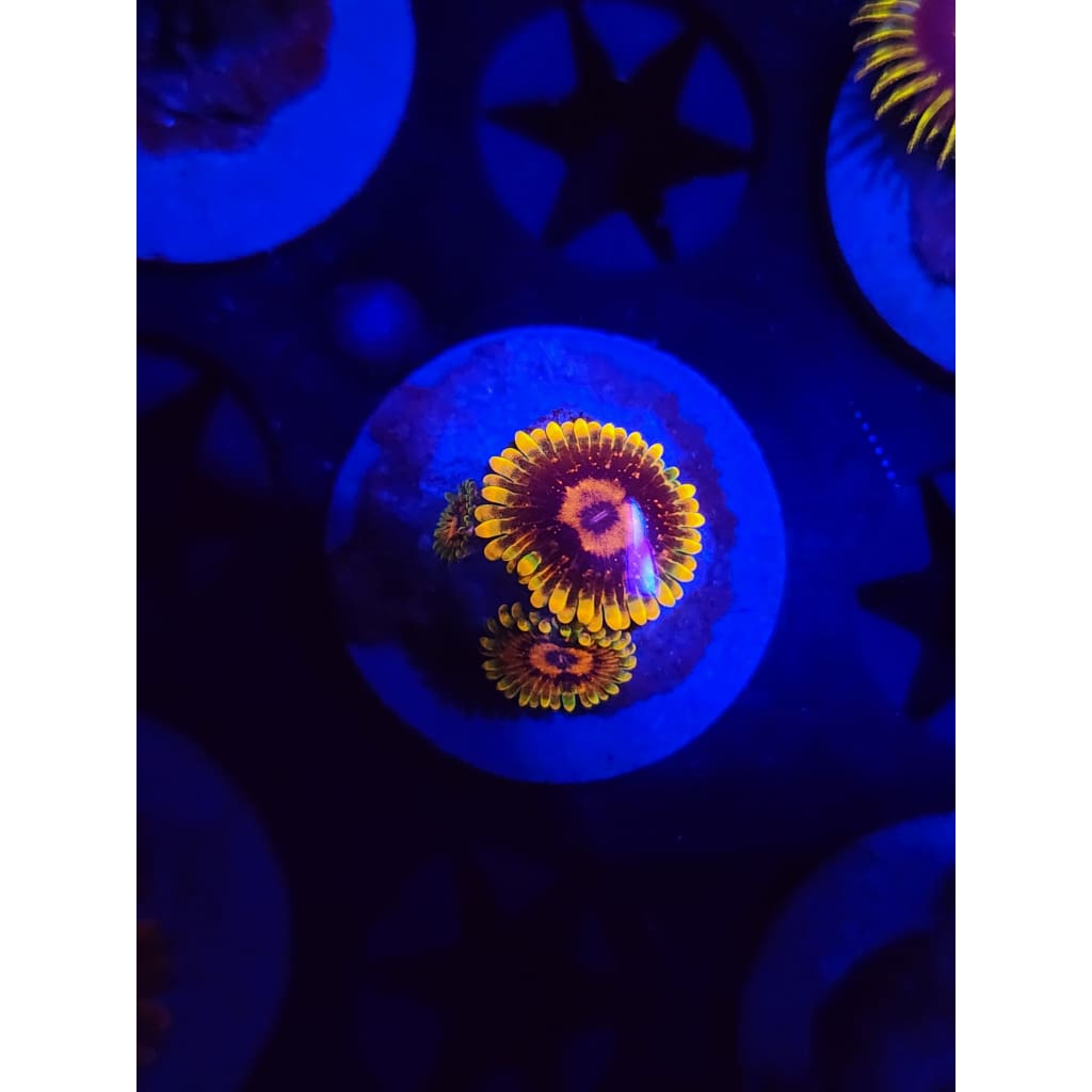 Jedi Mindtrick Zoanthid Frag WYSIWYG!